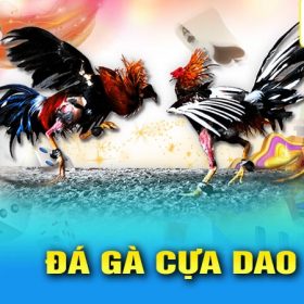 Đá gà cựa dao