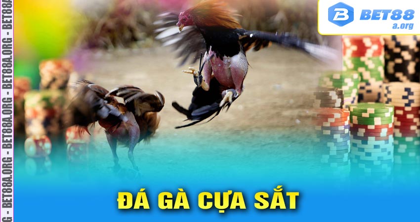 Đá gà cựa sắt