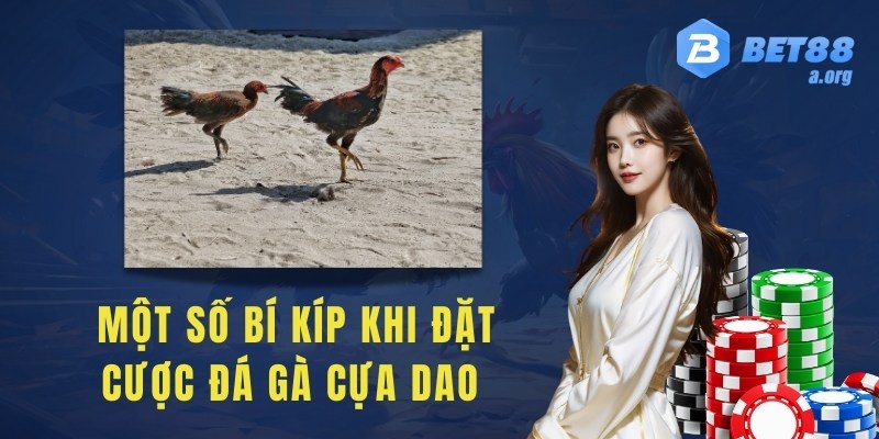 Một số bí kíp khi đặt cược đá gà cựa dao 